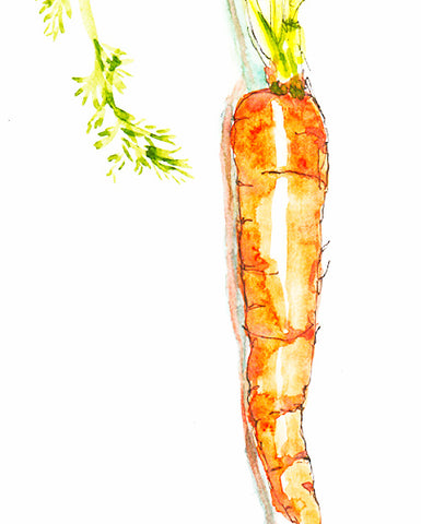 Carrot Seed - EmpireSquid Organics