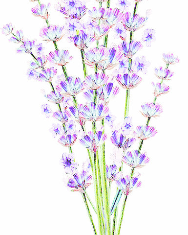 Lavender, Wild - EmpireSquid Organics