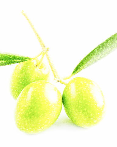 Olive Squalane Oil - EmpireSquid Organics