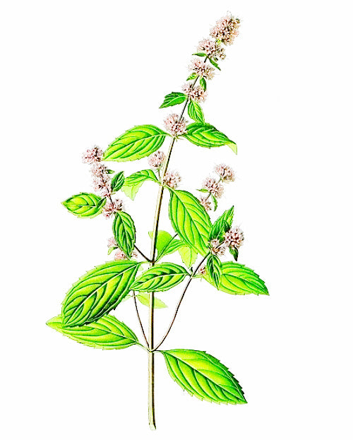 Dark patchouli online
