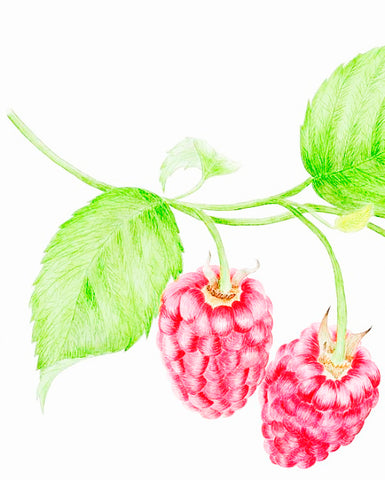 Red Raspberry Seed Oil - EmpireSquid Organics
