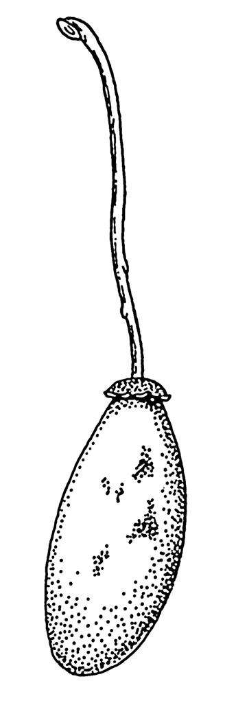 Baobab Oil
