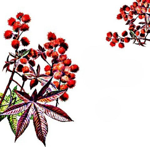 Castor Oil