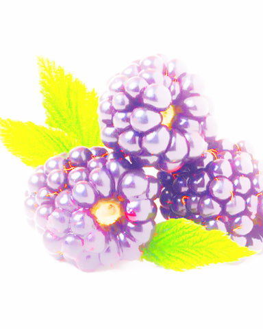 Black Berry Seed Oil - EmpireSquid Organics