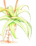 Aloe Vera & Witch Hazel - EmpireSquid Organics
