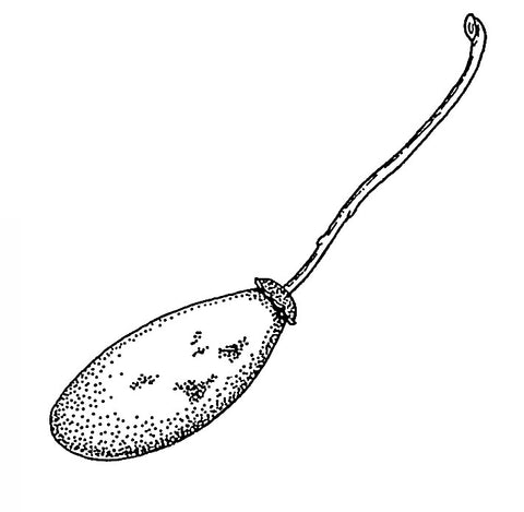Baobab Oil - EmpireSquid Organics