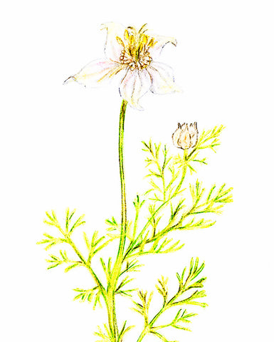 Black Cumin Seed Oil - EmpireSquid Organics