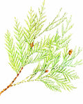 Cedarwood, Virginian - EmpireSquid Organics