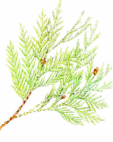 Cedarwood, Virginian - EmpireSquid Organics