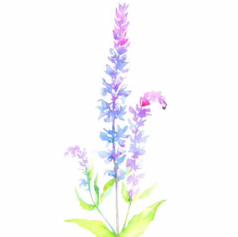 Clary Sage, Organic
