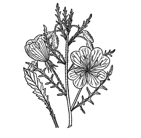 Evening Primrose Oil - EmpireSquid Organics