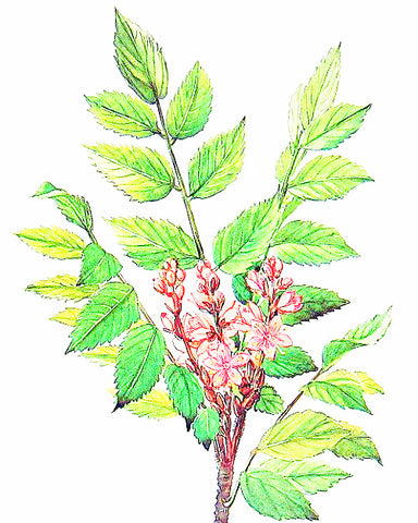 Frankincense, Organic - EmpireSquid Organics