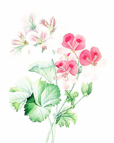 Rose Geranium - EmpireSquid Organics