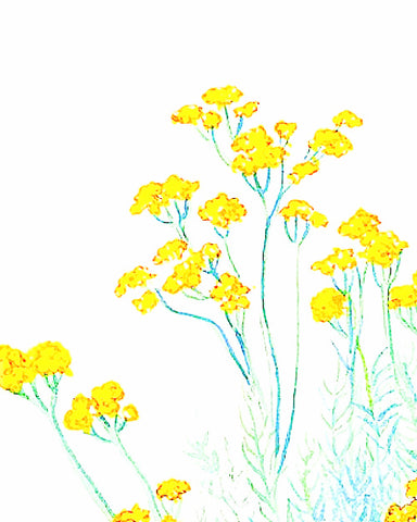 Helichrysum, Organic - EmpireSquid Organics
