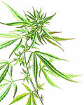 Hemp Seed Oil - EmpireSquid Organics