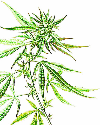 Hemp Seed Oil - EmpireSquid Organics