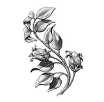Jojoba Oil - EmpireSquid Organics