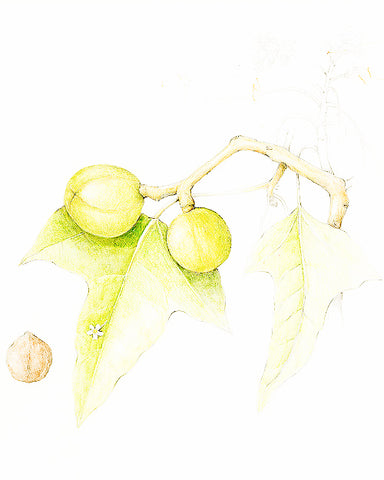 Kukui Nut Oil - EmpireSquid Organics