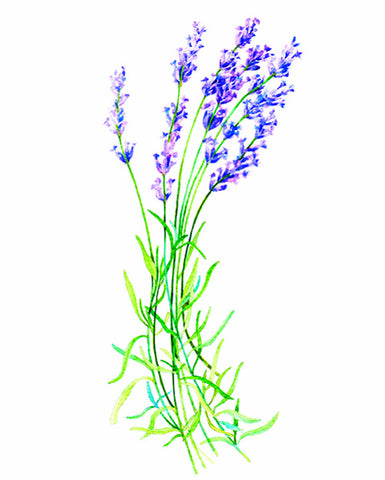 Lavender, Organic - EmpireSquid Organics