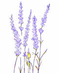 Lavender, High Elevation - EmpireSquid Organics