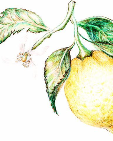 Lemon, Organic - EmpireSquid Organics