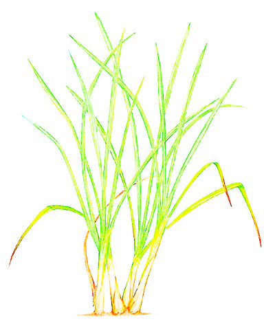 Lemongrass, Organic - EmpireSquid Organics