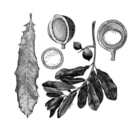 Macadamia Nut OIl - EmpireSquid Organics