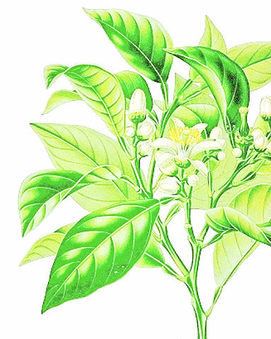 Patchouli, Organic - EmpireSquid Organics