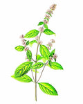 Patchouli, Dark - EmpireSquid Organics
