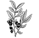 Rosehip Seed Oil - EmpireSquid Organics