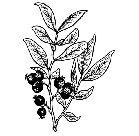 Rosehip Seed Oil - EmpireSquid Organics