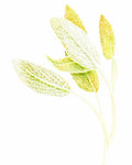 Sage, Organic - EmpireSquid Organics