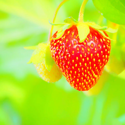 Strawberry Seed Oil