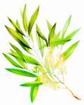 Tea Tree, Organic - EmpireSquid Organics