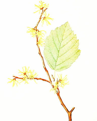 Alcohol Free Witch Hazel - EmpireSquid Organics